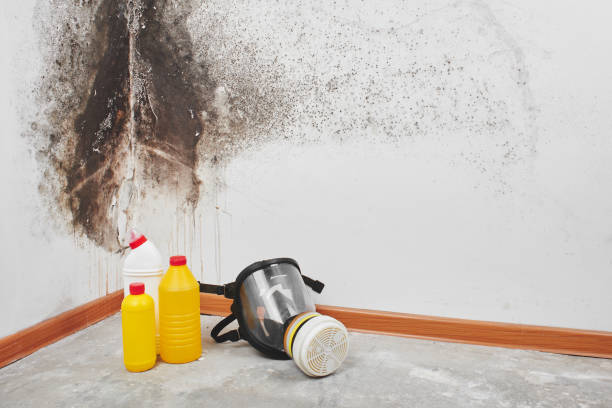 Best Mold Removal Near Me  in Upton, WY