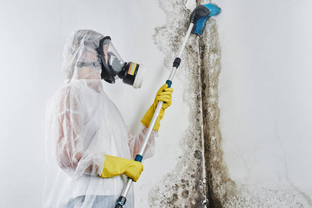 Certified Mold Removal in Upton, WY