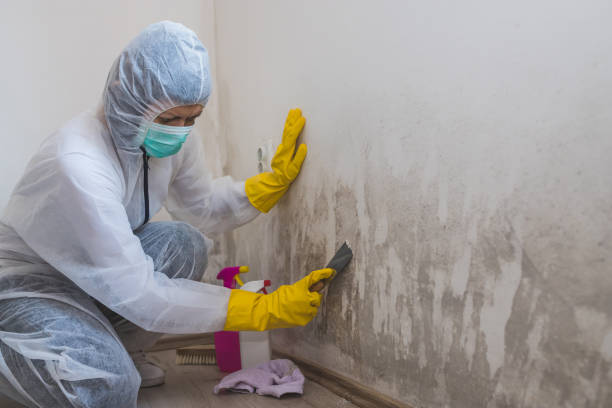 Best Professional Mold Removal  in Upton, WY