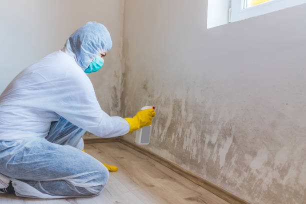 Best Office Mold Removal Services  in Upton, WY