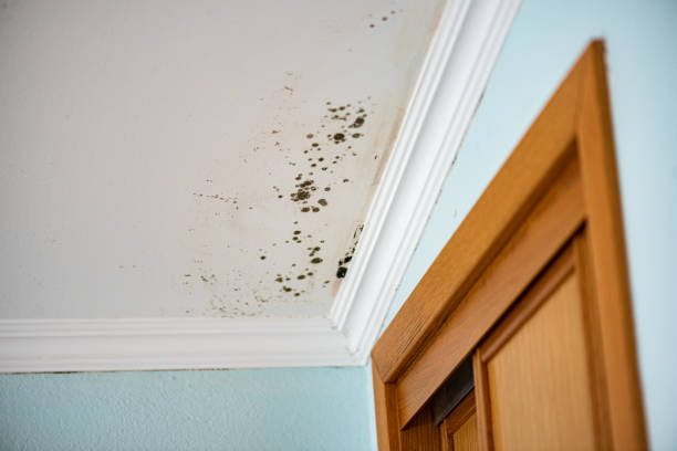 Best Mold Removal Company Near Me  in Upton, WY