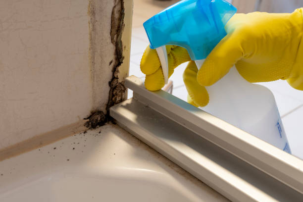 Best Toxic Mold Removal  in Upton, WY