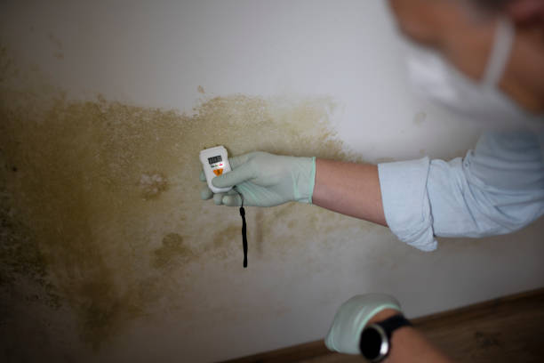 Best Black Mold Removal  in Upton, WY