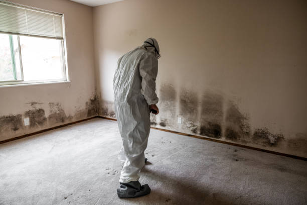 Mold Removal and Inspection in Upton, WY