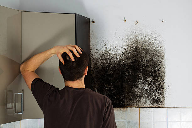 Best Professional Mold Removal  in Upton, WY