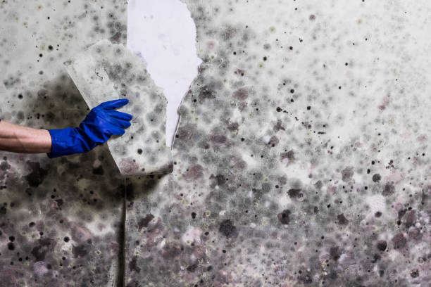 Best Mold Remediation  in Upton, WY