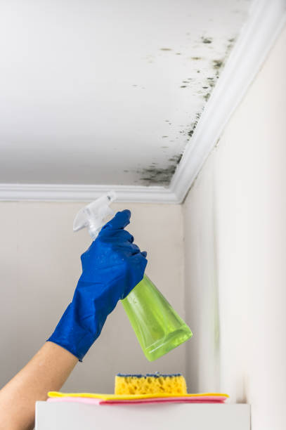 Best Mold Removal Near Me  in Upton, WY